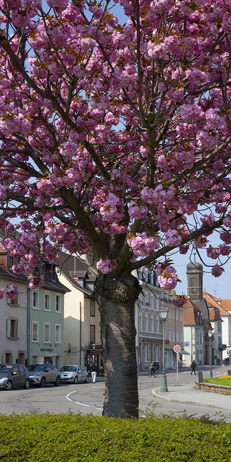 La place de l'arbre dans la ville de Huningue