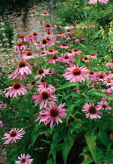 Massif d'Echinacea