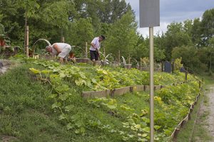 Partenariat avec l'association des Jardins familiaux
