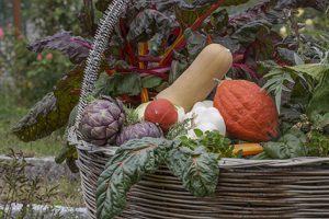 Récolte de légumes anciens