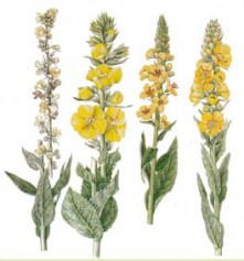 Médecine par les plantes