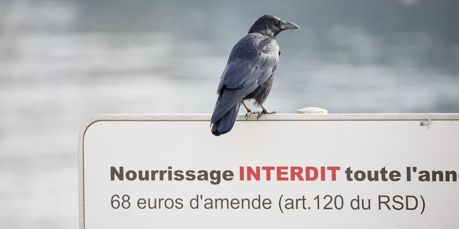 Nourrissage des cygnes interdit