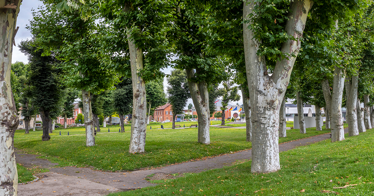 L’arbre, pièce maîtresse de notre environnement urbain