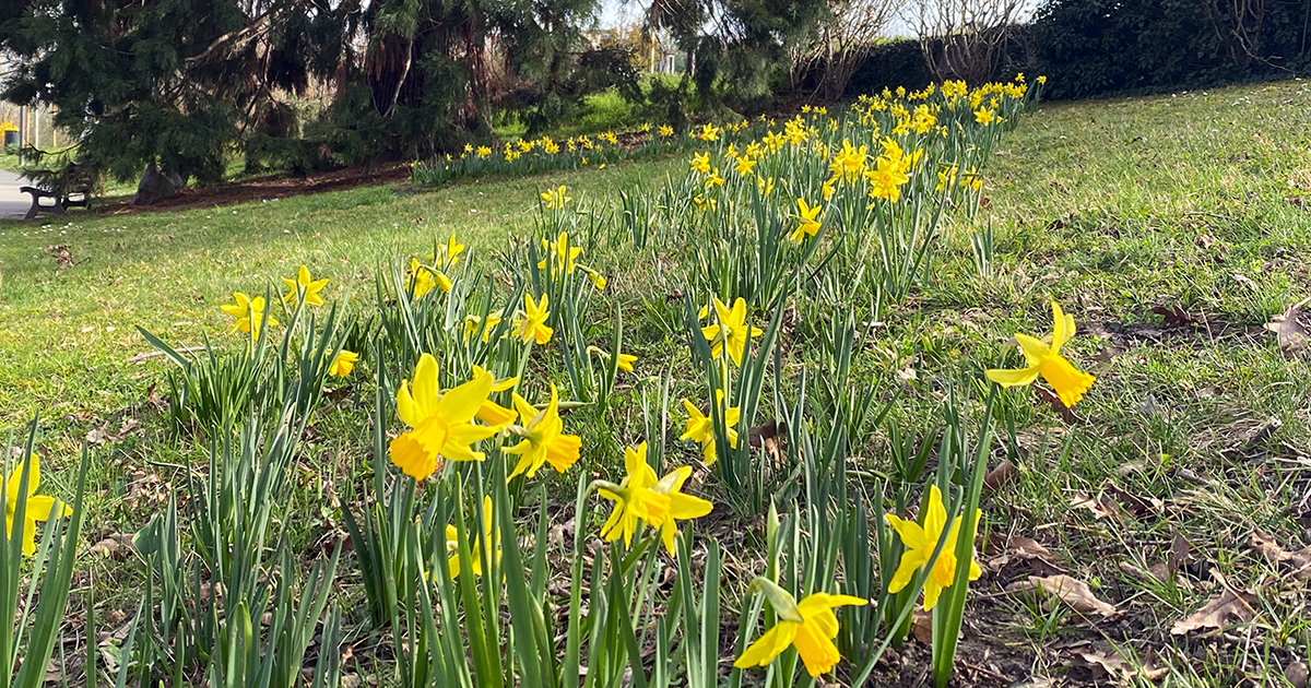 Prélude du printemps