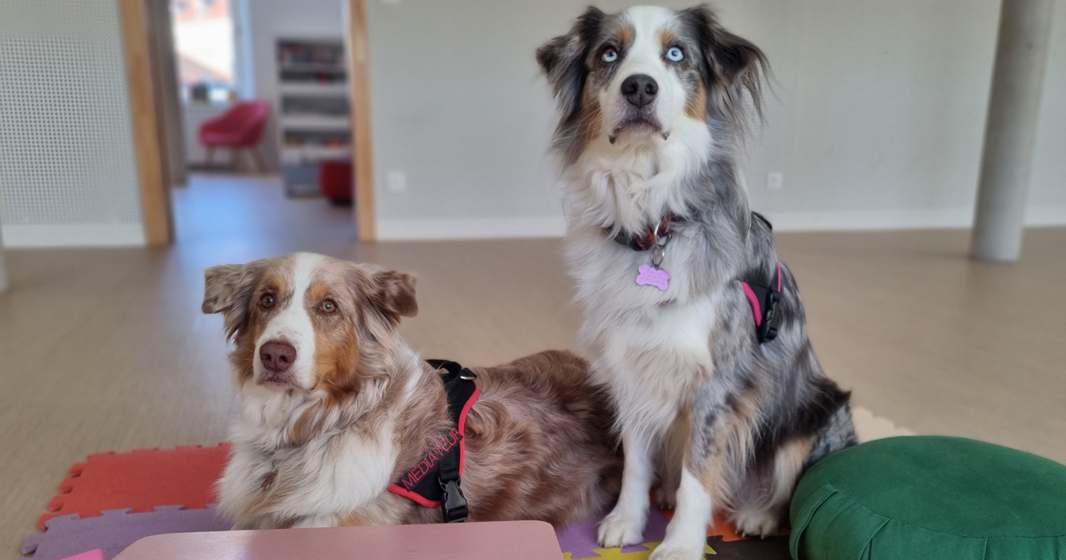 Nouveauté ! Médiation animale – Atelier pour les séniors
