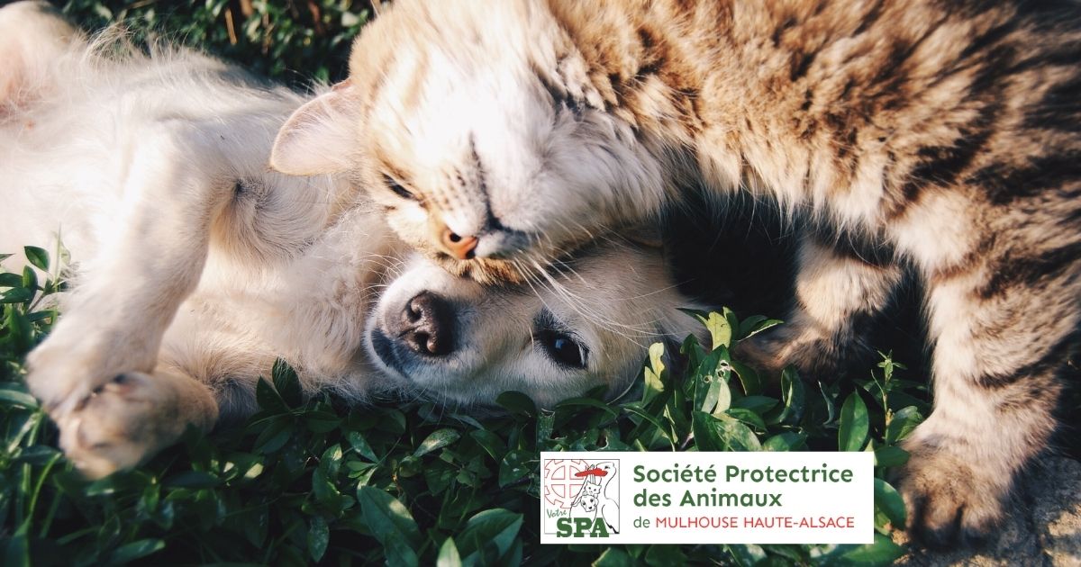 Collecte pour la SPA : merci pour votre générosité !